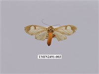 藏品(閃光玻燈蛾)的圖片